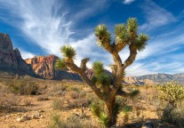 Joshua Tree, Red Rock Canyon